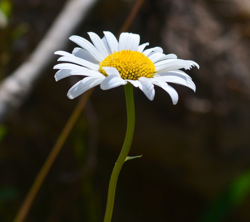 Image of Leucanthemum vulgare specimen.