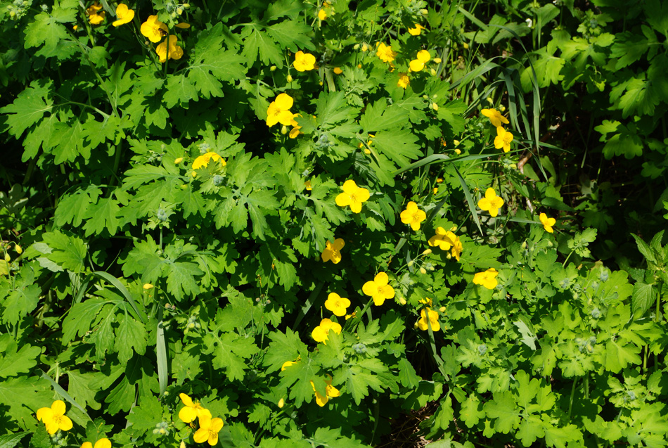 Изображение особи Chelidonium majus.