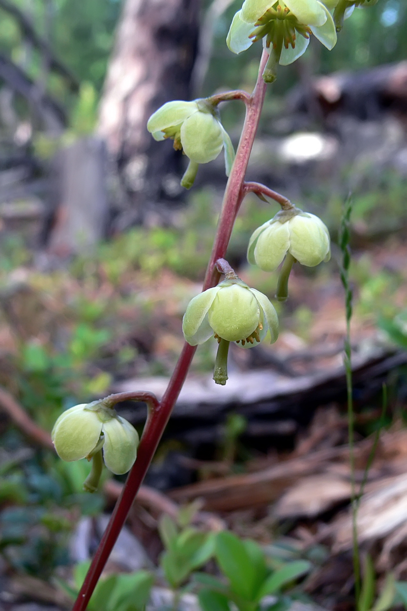 Image of Pyrola chlorantha specimen.