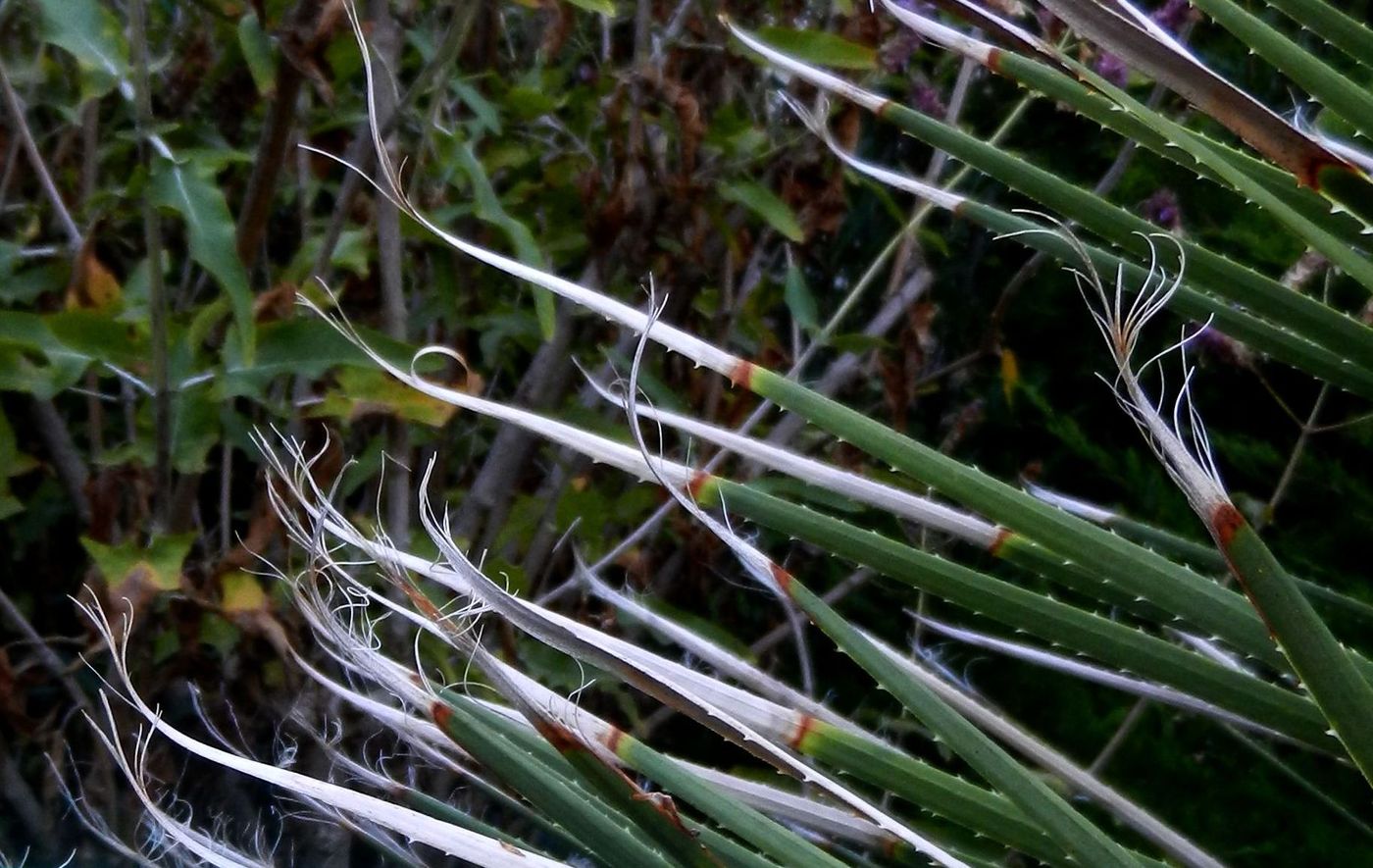 Image of Dasylirion acrotrichum specimen.