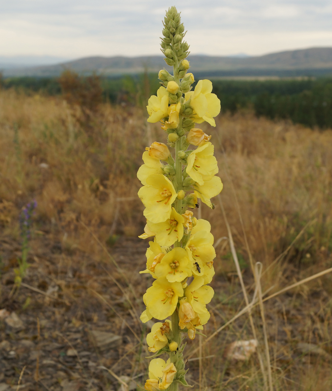 Image of Verbascum phlomoides specimen.