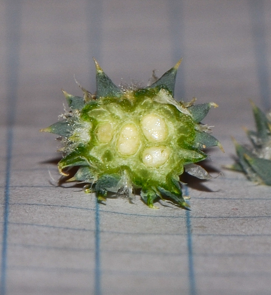 Image of Sclerocephalus arabicus specimen.