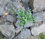 Nepeta mussinii