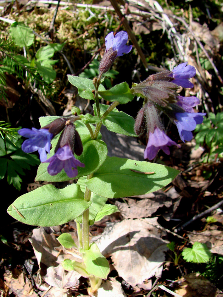 Image of Pulmonaria obscura specimen.