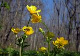 Ranunculus constantinopolitanus. Верхушка цветущего растения с фуражирующими пчёлами. Республика Адыгея, дубово-грабовый лес к востоку от г. Майкоп, поляна. 05.04.2016.