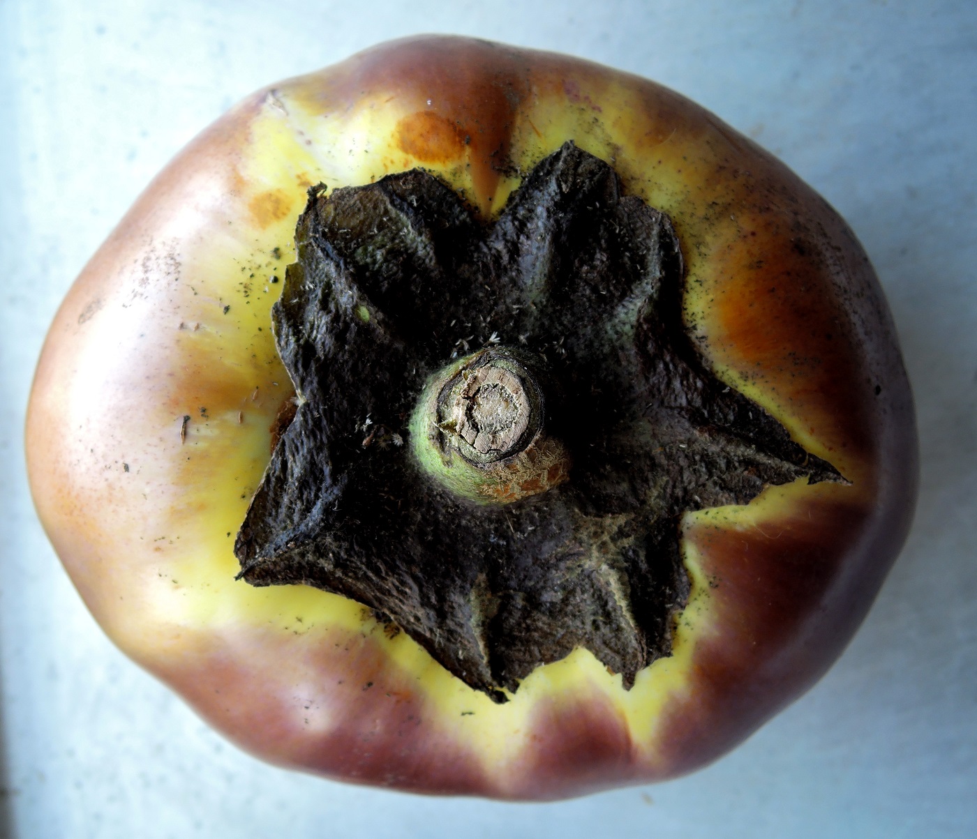 Image of Solanum melongena specimen.