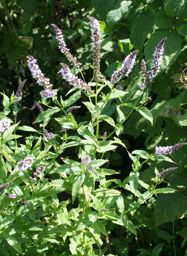 Image of Mentha × piperita specimen.