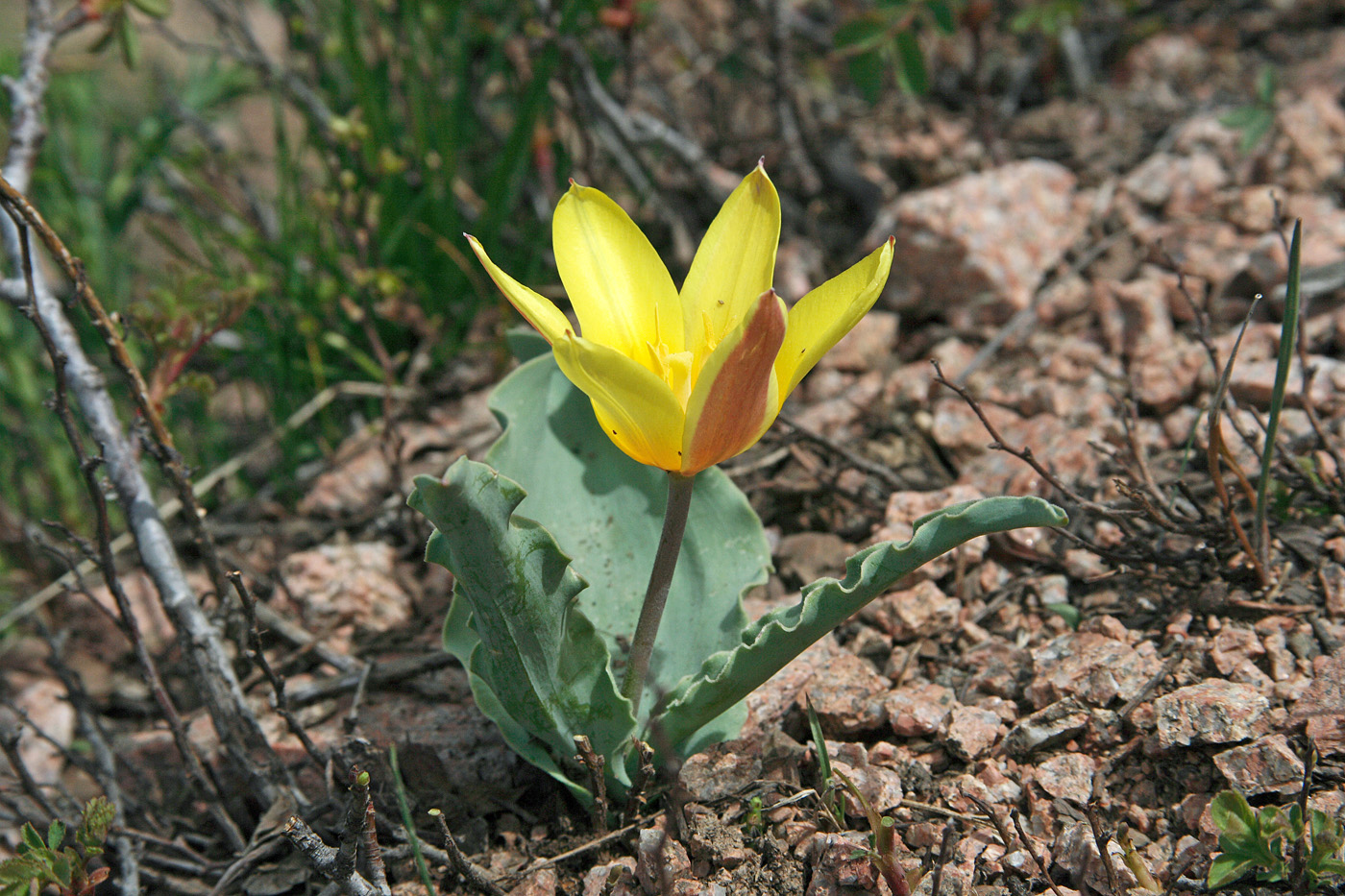 Изображение особи Tulipa dubia.