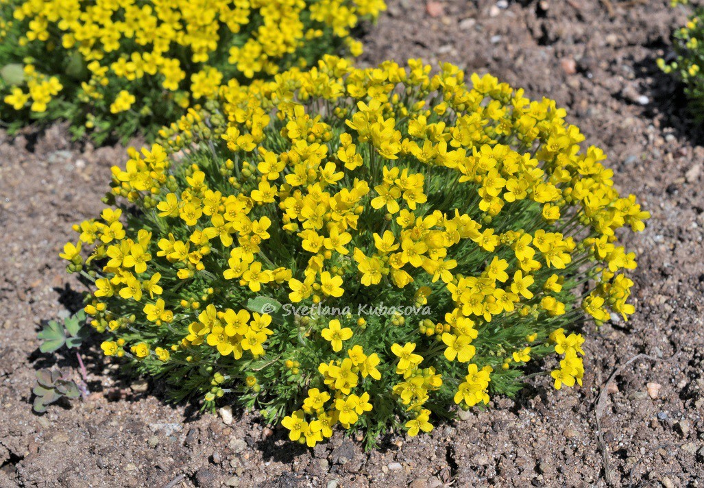 Image of Draba bruniifolia specimen.