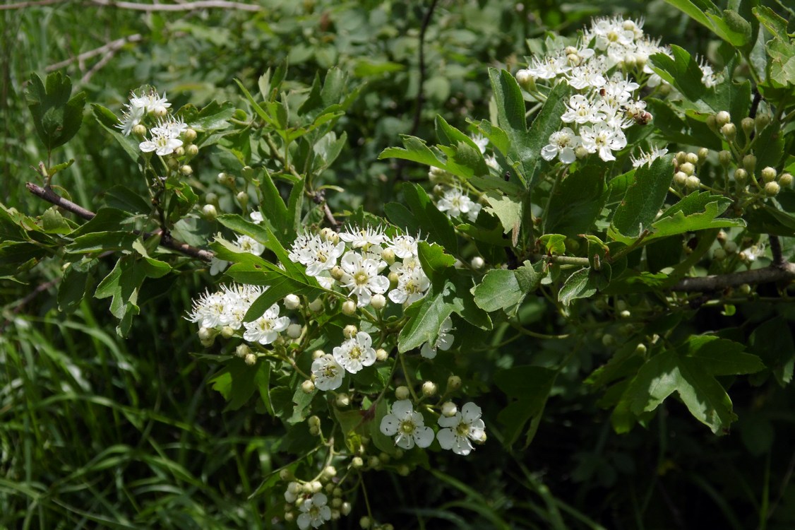 Изображение особи Crataegus pentagyna.