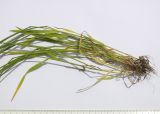 Aegilops cylindrica