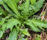 Cirsium heterophyllum