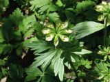 Eranthis stellata