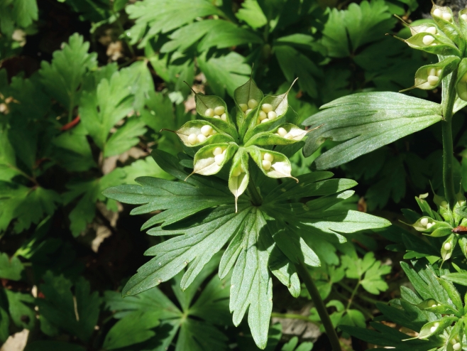 Изображение особи Eranthis stellata.