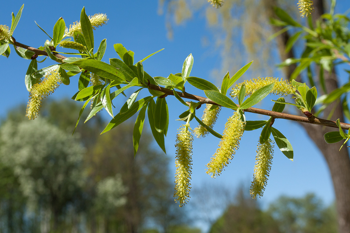 Изображение особи Salix &times; fragilis.