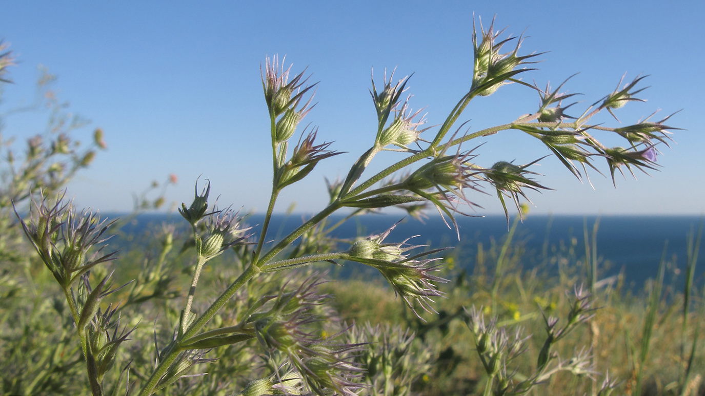 Image of Nepeta parviflora specimen.