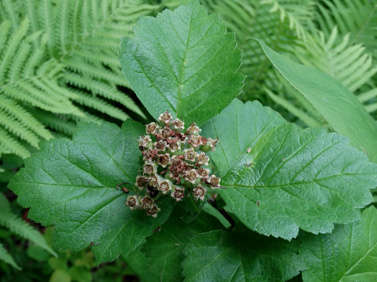 Image of Crataegus maximowiczii specimen.