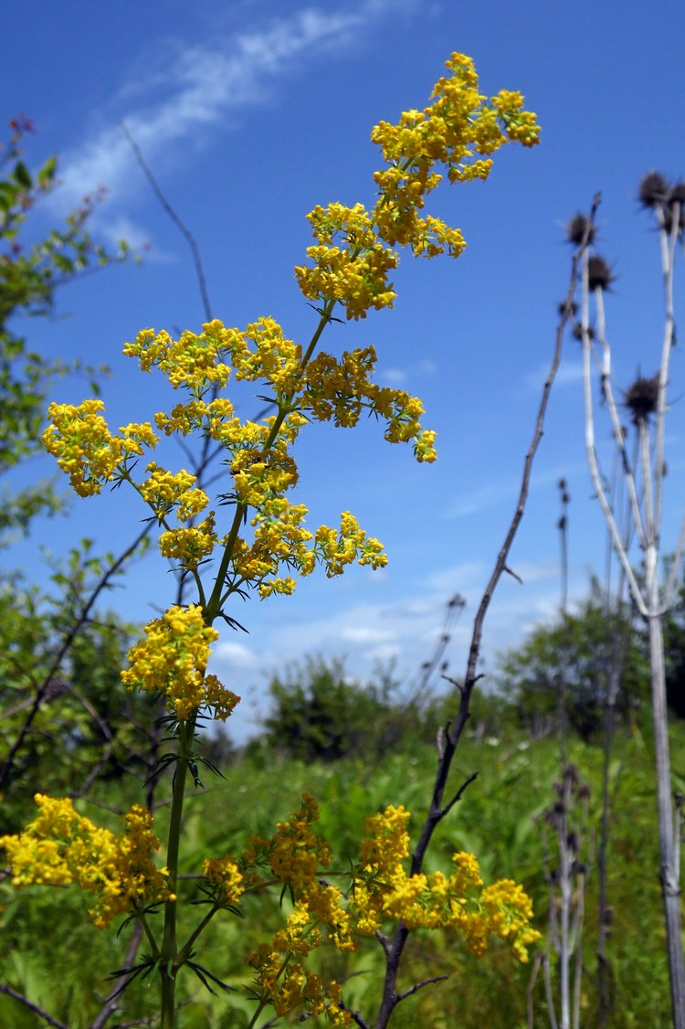 Изображение особи Galium verum.