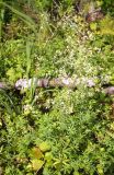 Galium intermedium