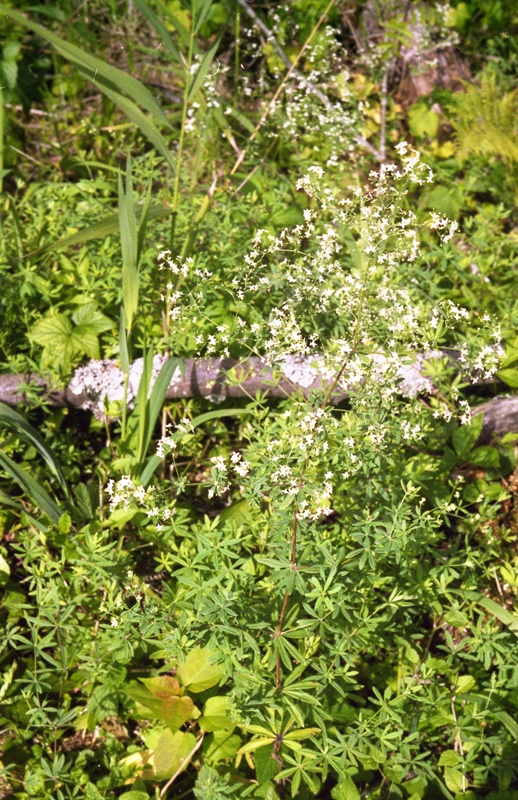 Изображение особи Galium intermedium.