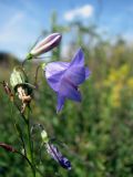 Campanula rotundifolia