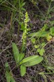 Herminium monorchis