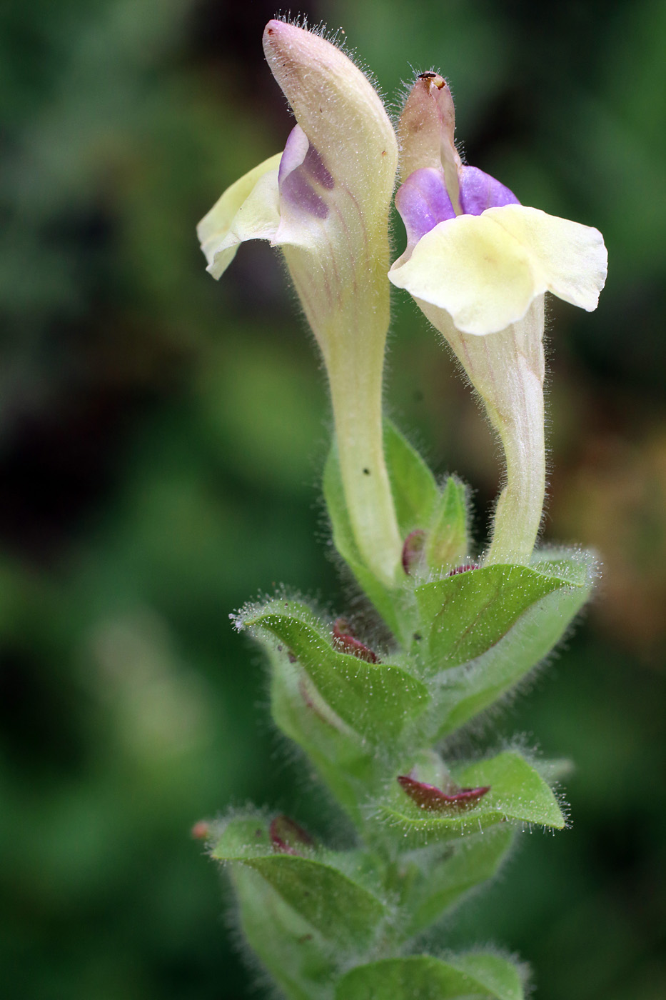 Image of Scutellaria cordifrons specimen.