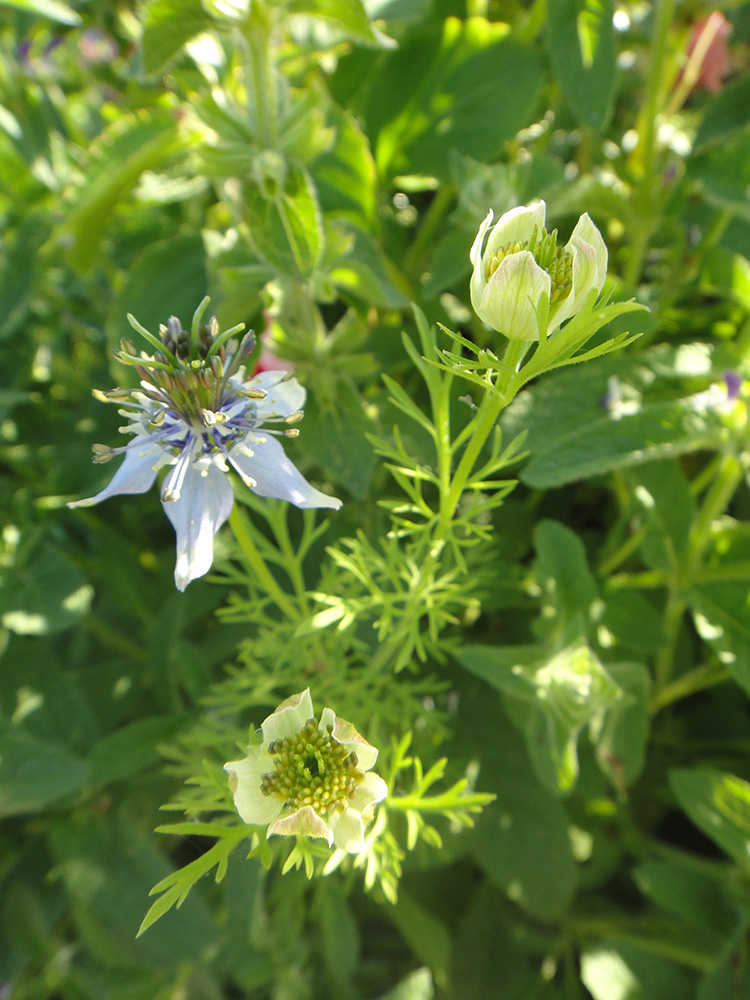 Изображение особи Nigella sativa.