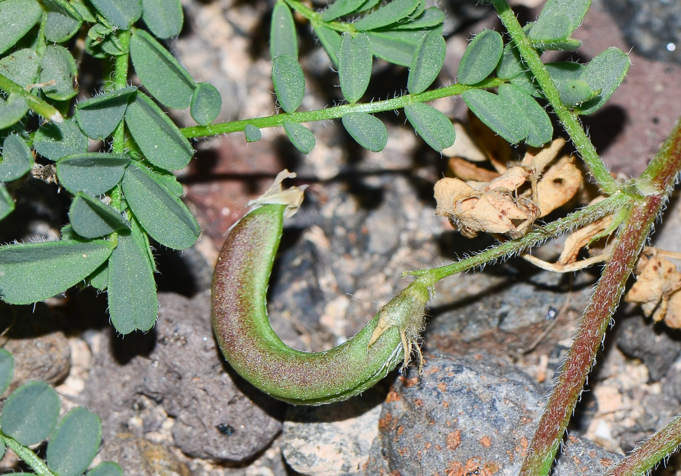 Изображение особи Astragalus mareoticus.
