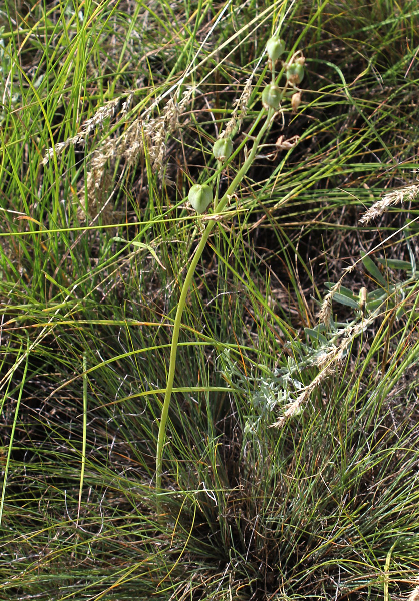 Image of Ornithogalum fischerianum specimen.