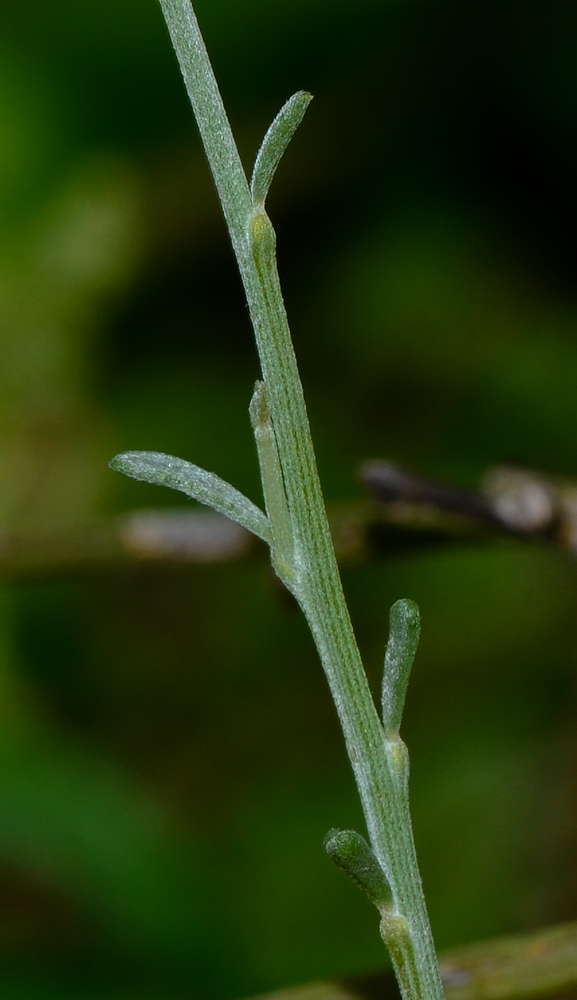 Image of Retama raetam specimen.