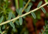 Astragalus aleppicus