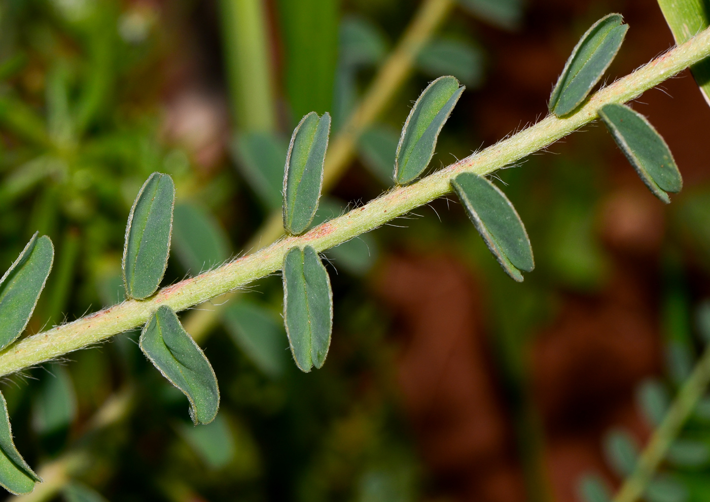 Изображение особи Astragalus aleppicus.