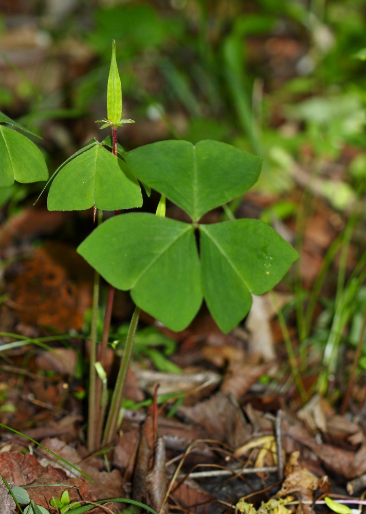 Изображение особи Oxalis obtriangulata.