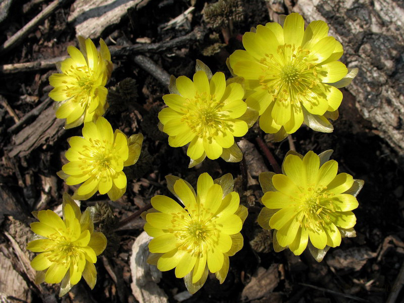 Image of Adonis amurensis specimen.