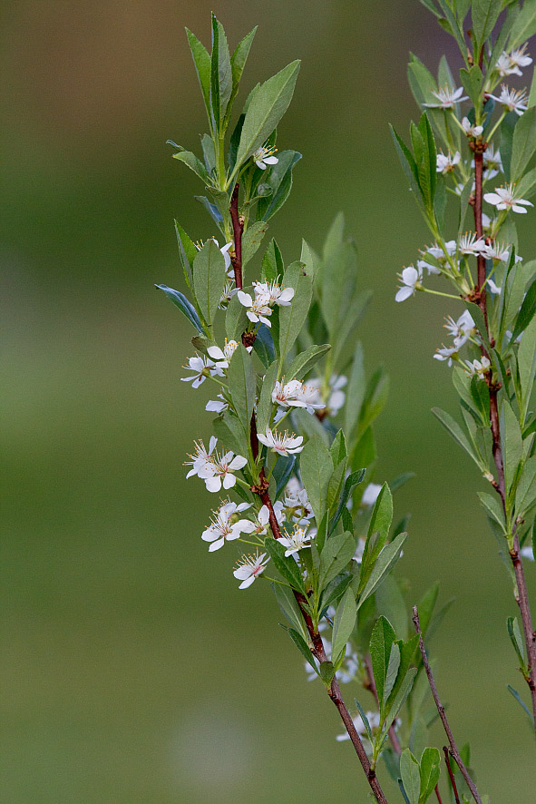 Image of Cerasus pumila specimen.