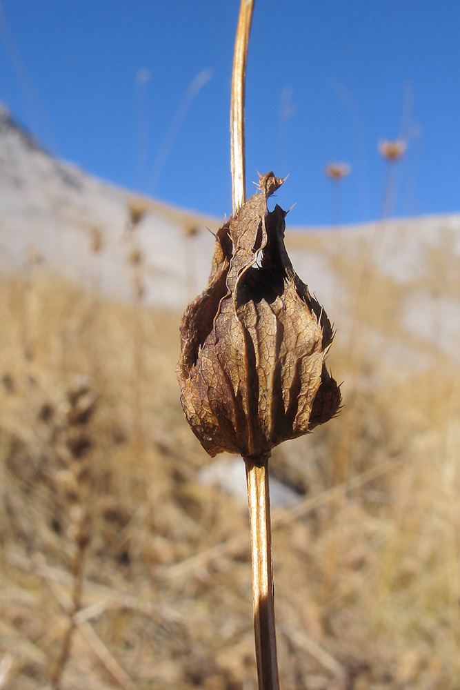 Image of Astrantia maxima specimen.