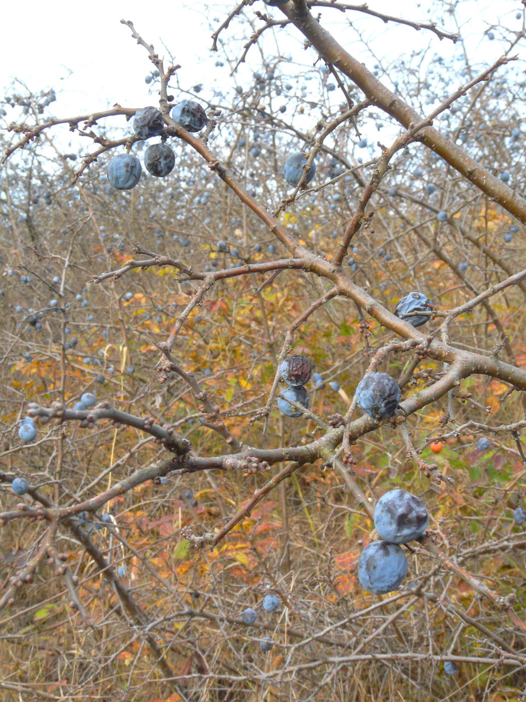 Image of Prunus spinosa specimen.