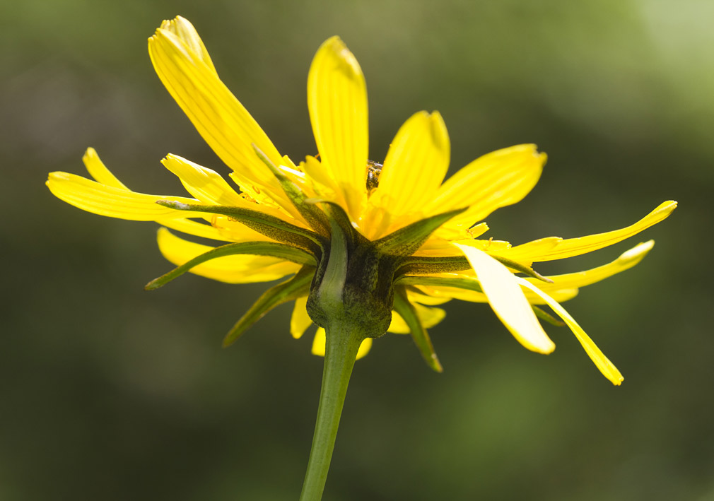 Изображение особи Tragopogon orientalis.