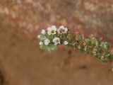 Heliotropium europaeum. Часть соцветия с завязавшимися плодами. Украина, Запорожская обл., Черниговский р-н, Стульневский гранитный карьер. 31.07.2016.