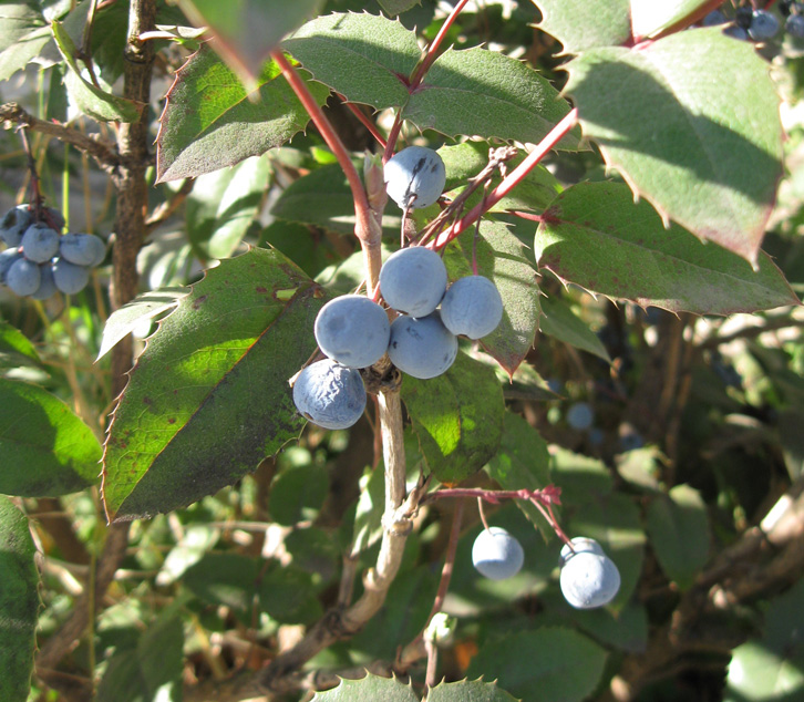 Изображение особи Mahonia aquifolium.