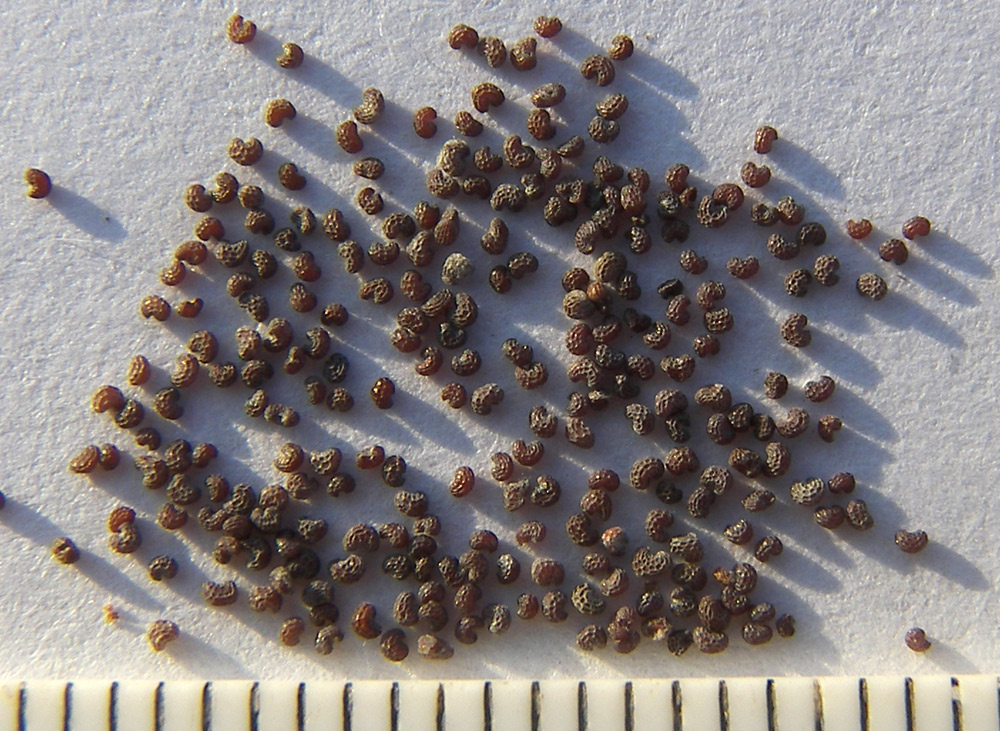Image of Papaver litwinowii specimen.
