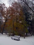 Fagus grandifolia
