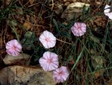 Convolvulus cantabrica