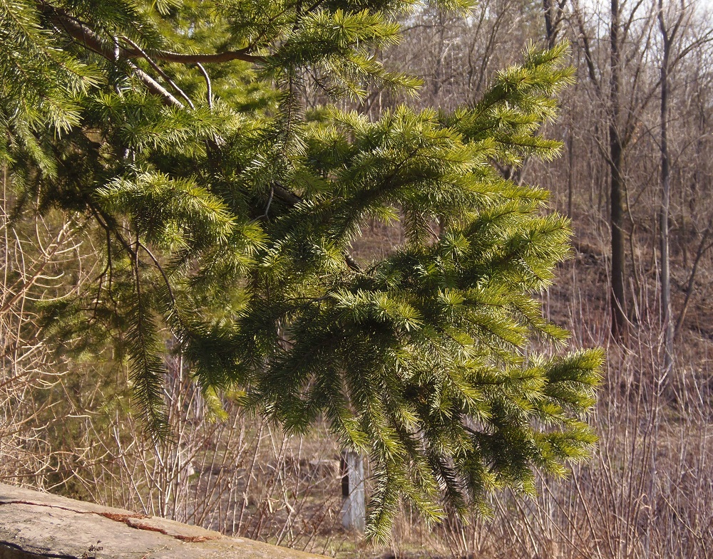 Изображение особи Pseudotsuga menziesii.