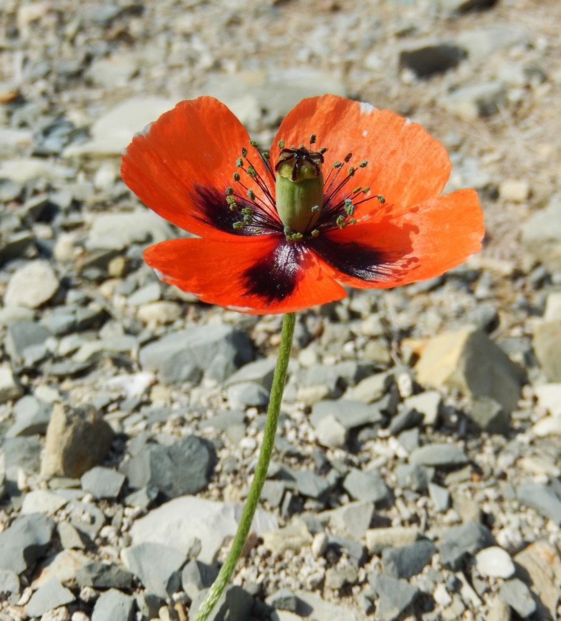 Изображение особи Papaver stevenianum.