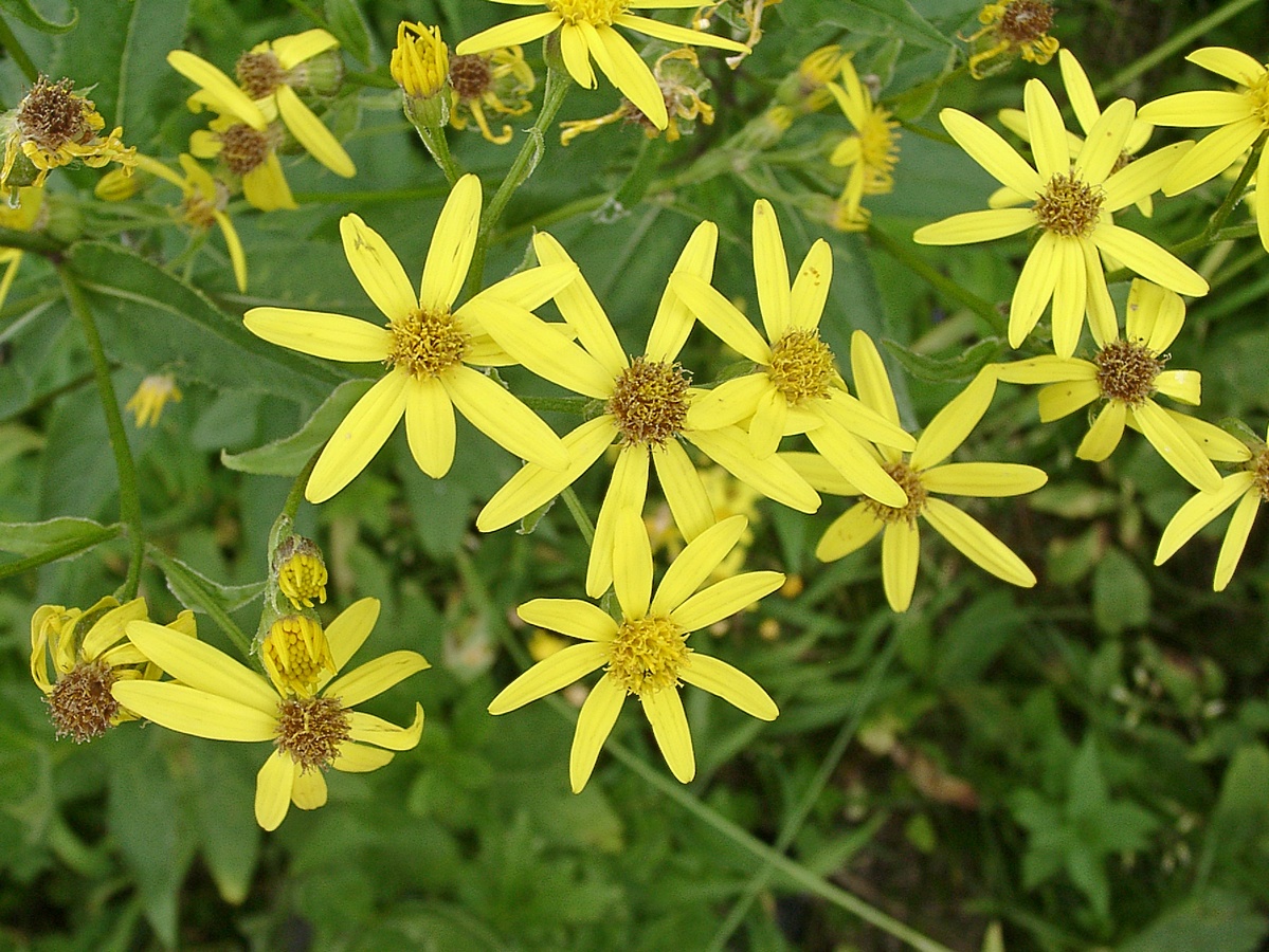Image of Senecio sarracenicus specimen.