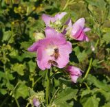 Malva thuringiaca