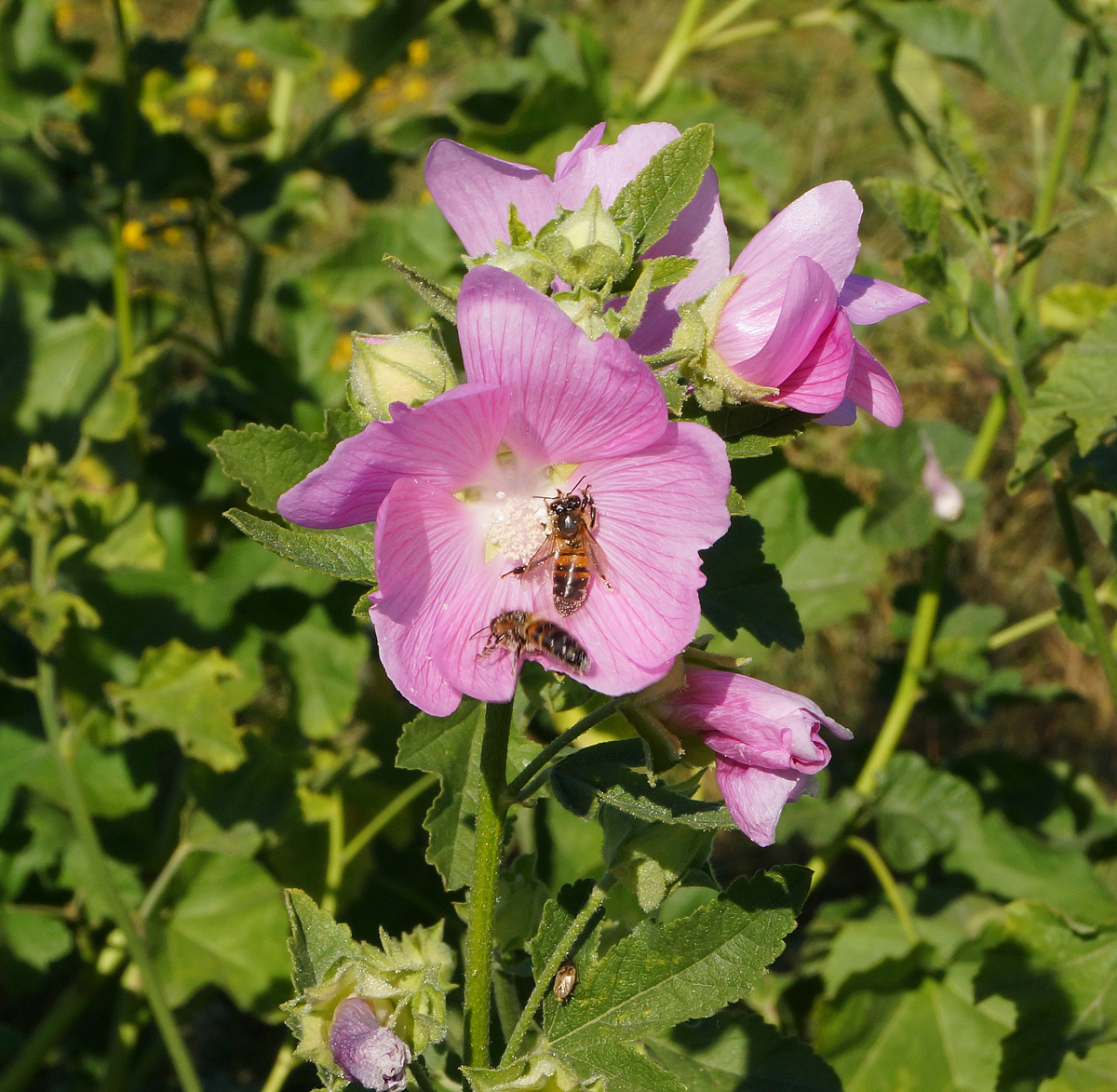 Image of Malva thuringiaca specimen.