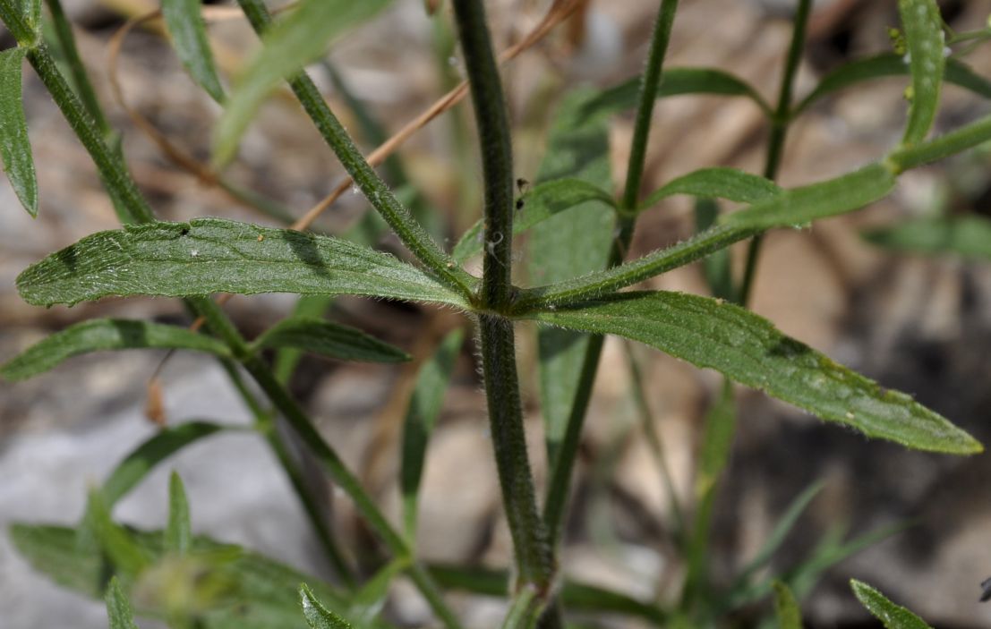 Изображение особи род Stachys.